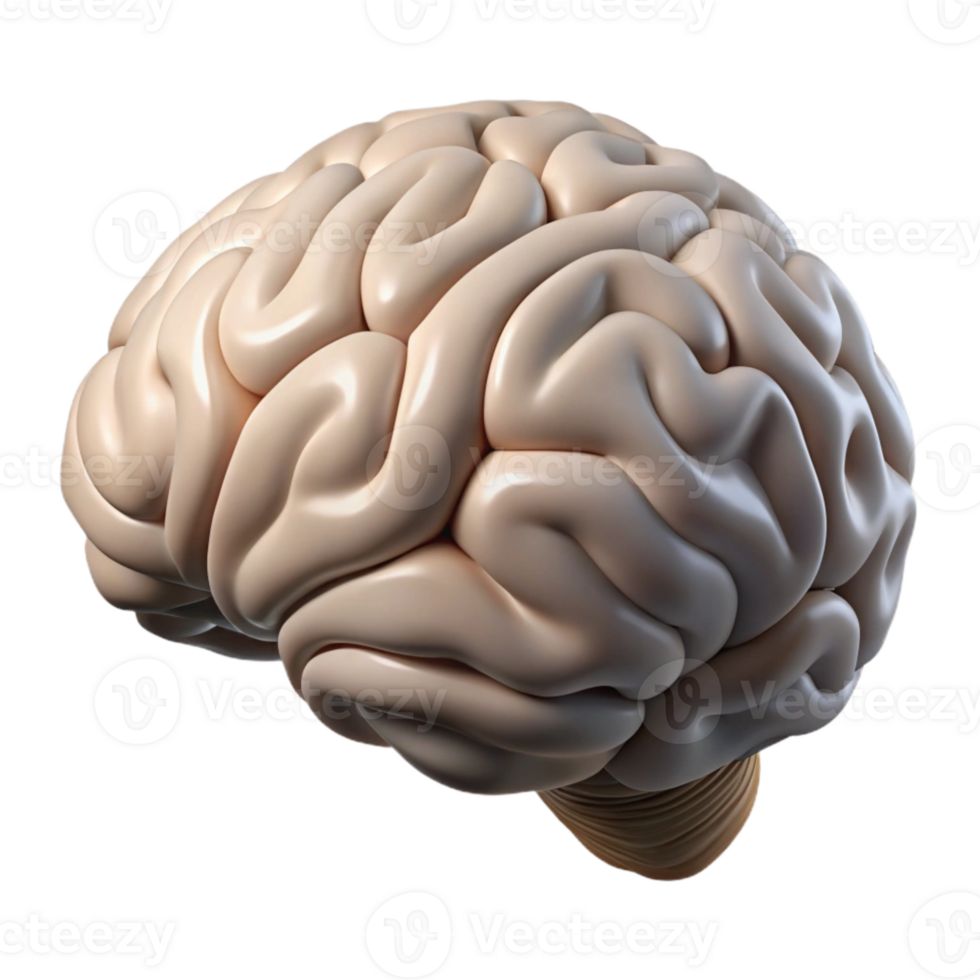 elegant contemporary Human Brain Side View Pink Transparent Cutout genuine png