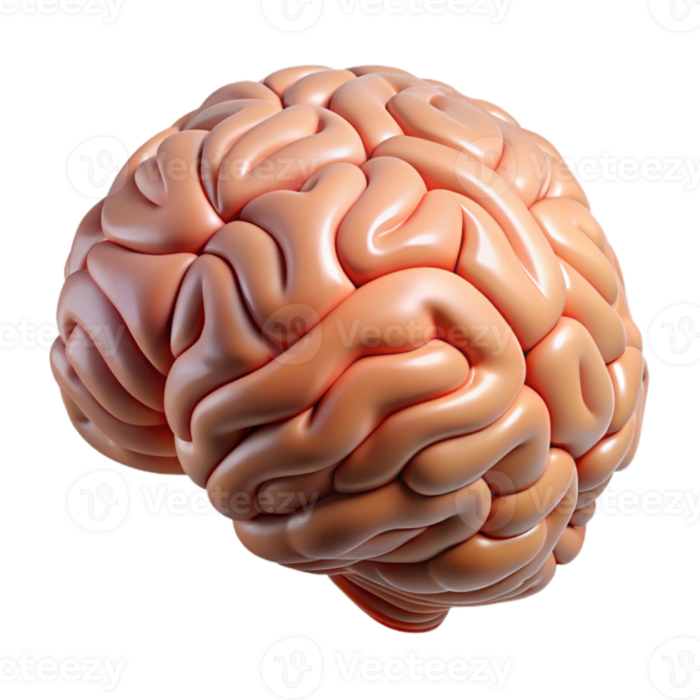 vibrant minimalist Human Brain Section Cutout with Detailed Anatomy and Transparent Background high quality png