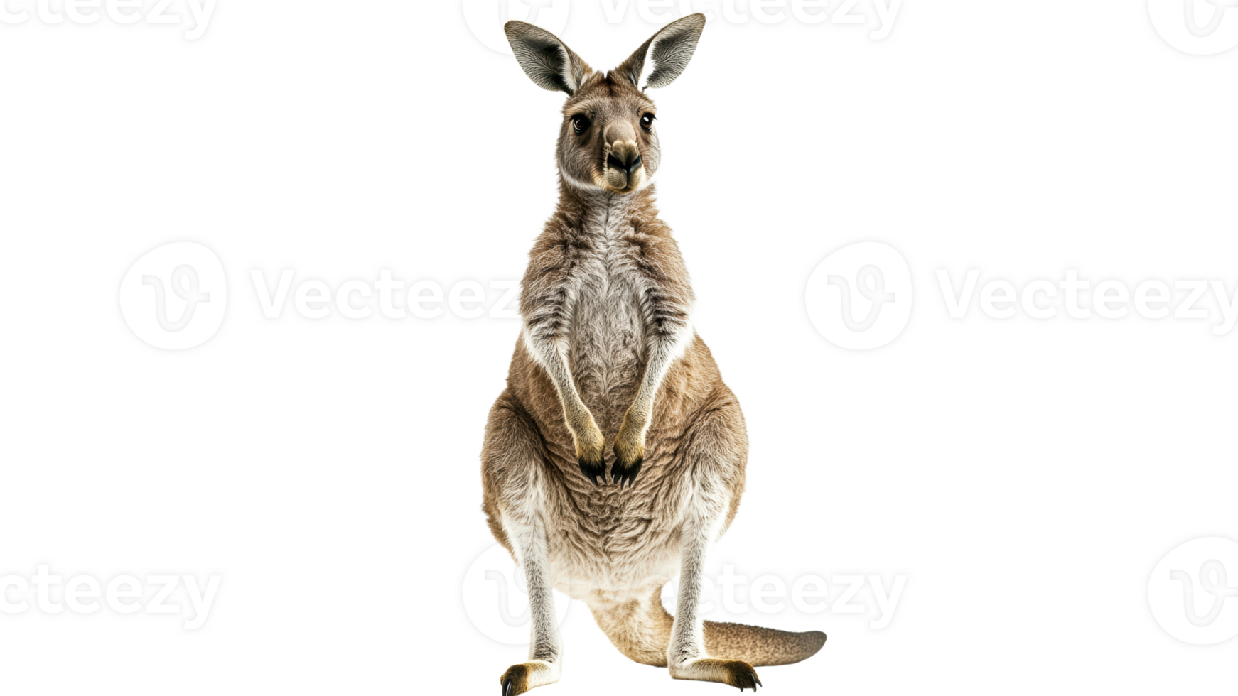 Kangaroo standing upright in a neutral setting transparent png