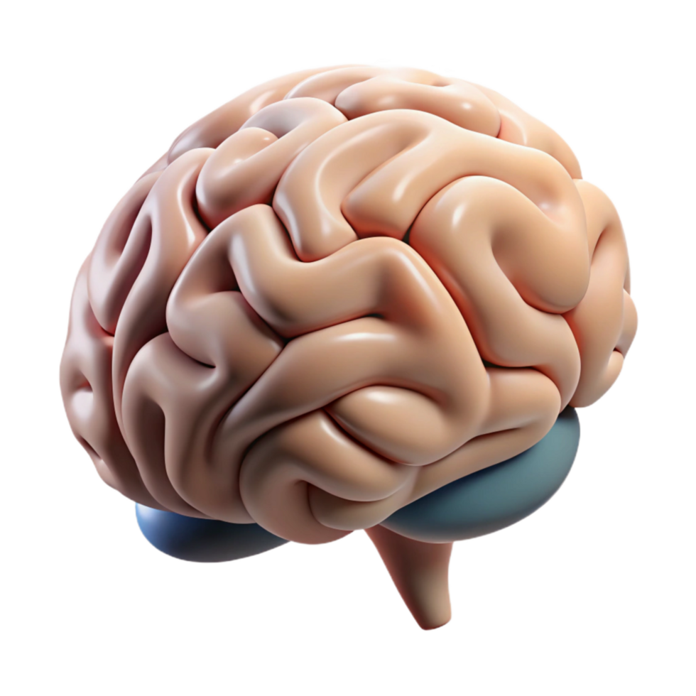 elegant traditional Human Brain Understanding Language Nuances Cutout authentic png