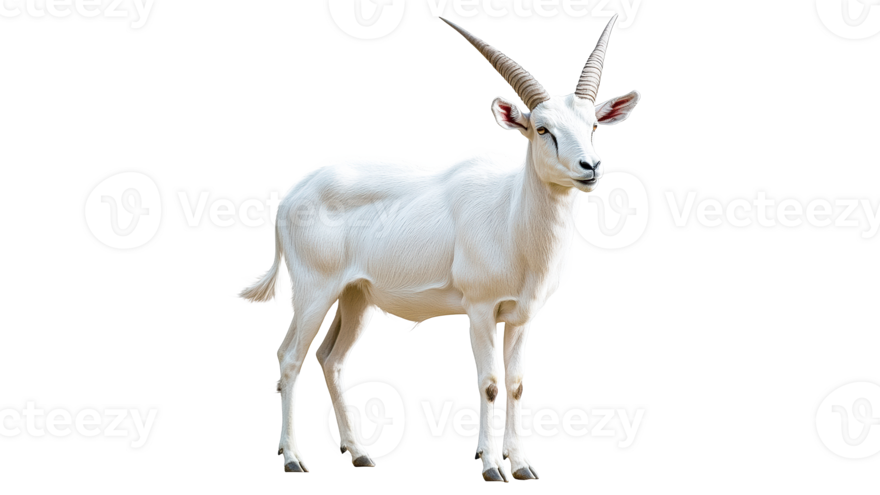 White goat standing cut out on transparent background png