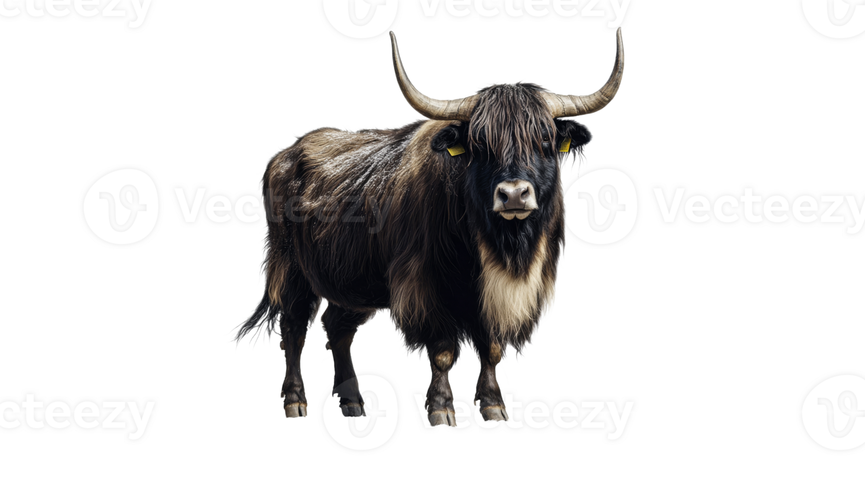 Proud yak on white background png