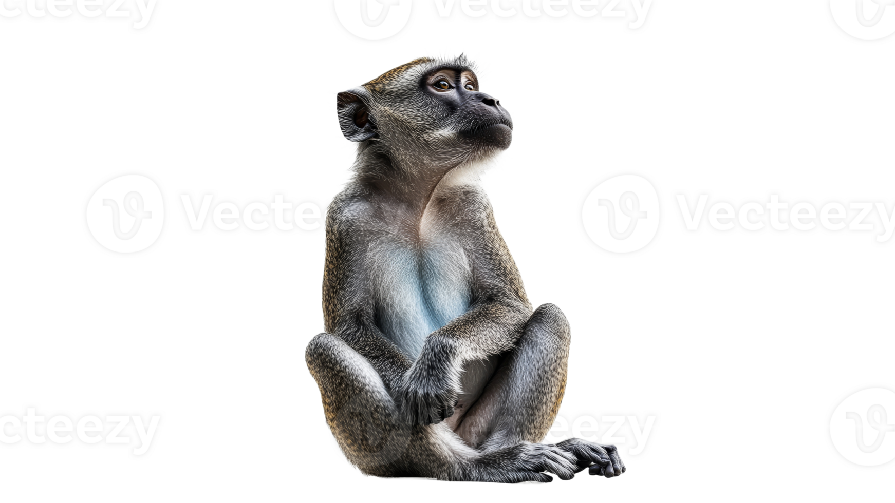 Monkey sitting calmly in a serene pose png