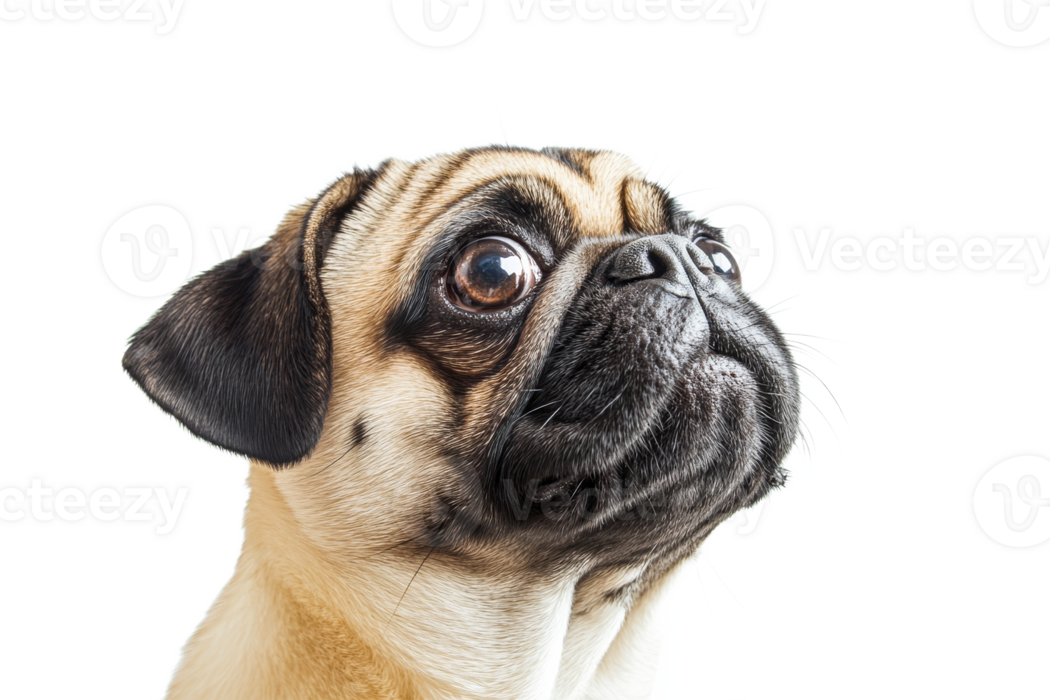 Curious pug looking up with big brown eyes png