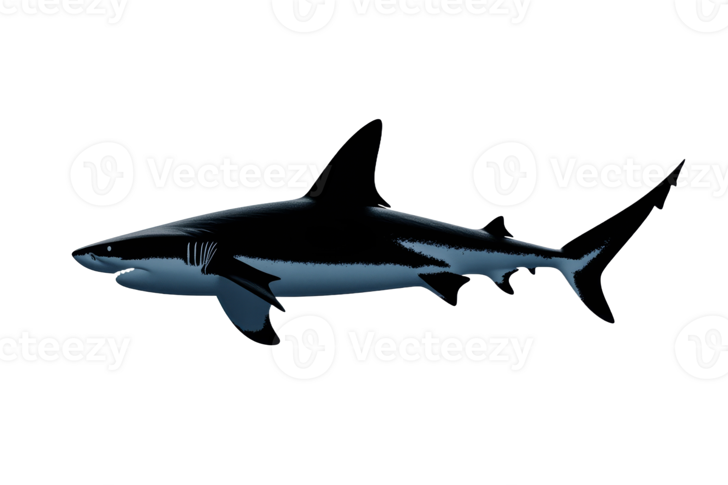 Blacktip shark swimming in clear blue water png