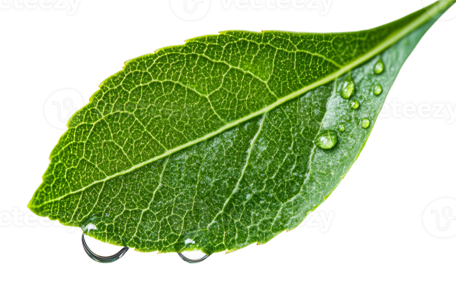 Green leaf texture with water droplets png