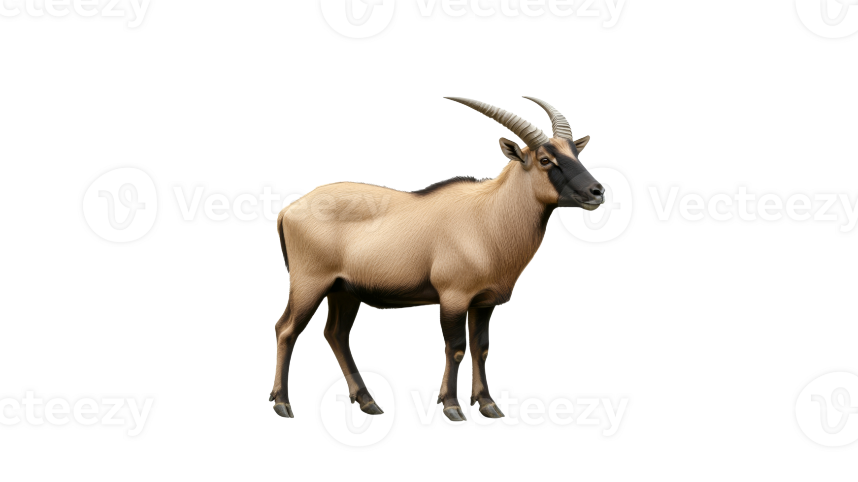 Animal with bold horns in nature png