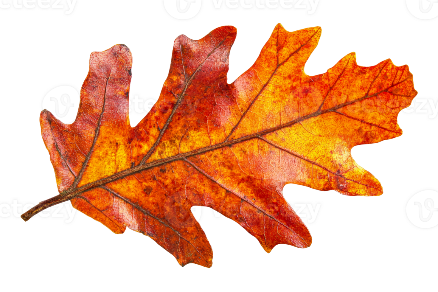 Vibrant oak leaf on white surface png