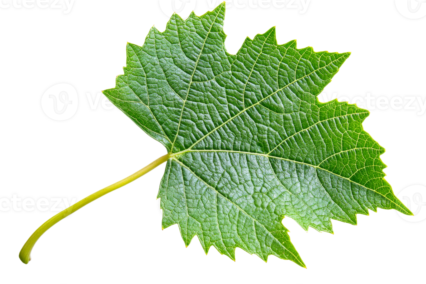 Intricate texture of green grape leaf png
