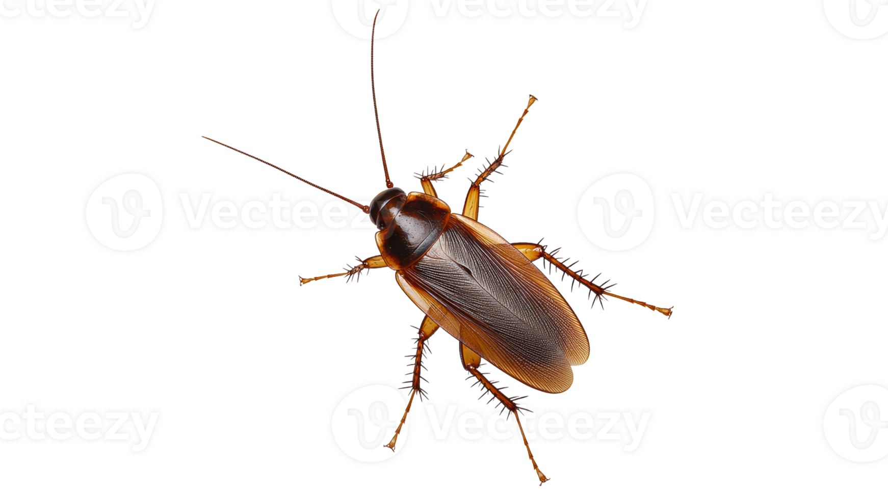 Cockroach on white for study png