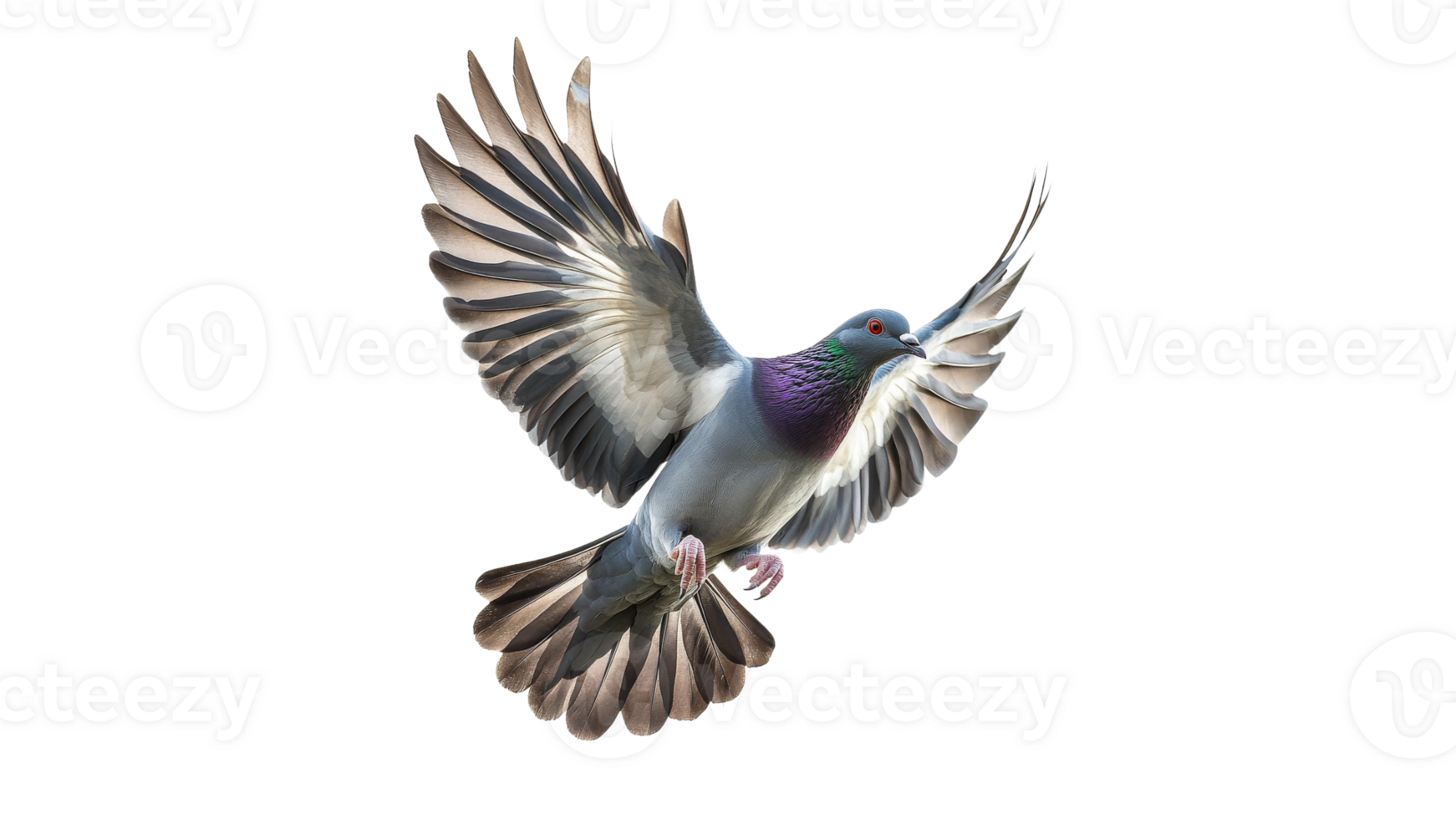 Pigeon in flight showcasing colorful feathers png