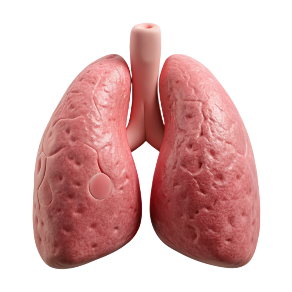 magnificent creative Human Lung Model Pink Isolated Element genuine png