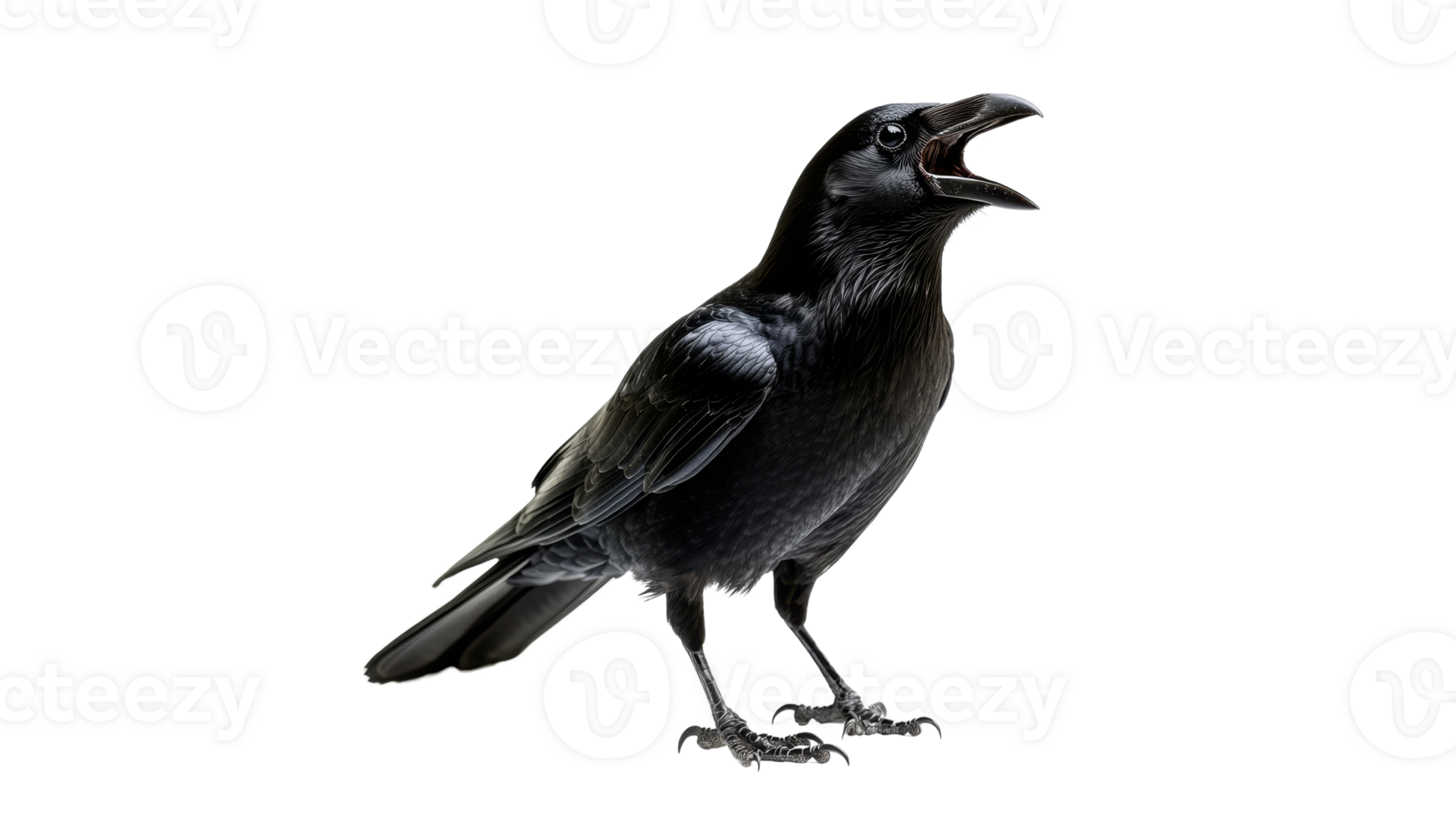 Black raven calling in a bright setting png