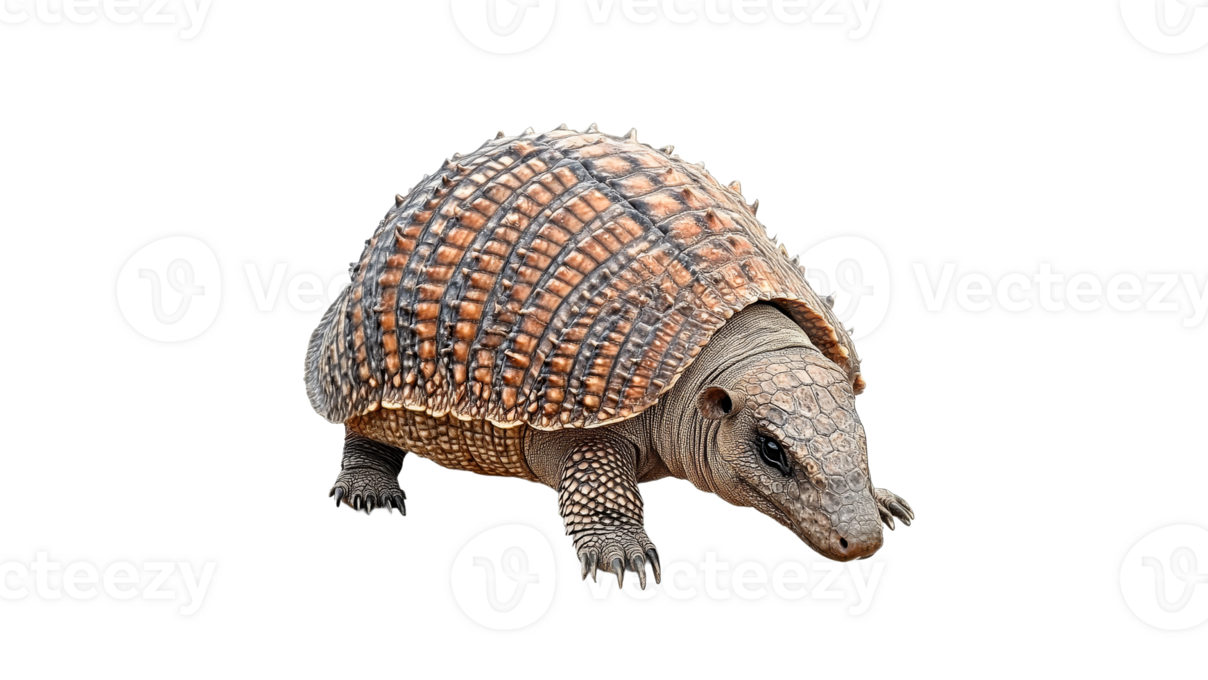 Armadillo exploring a sandy terrain in daylight png