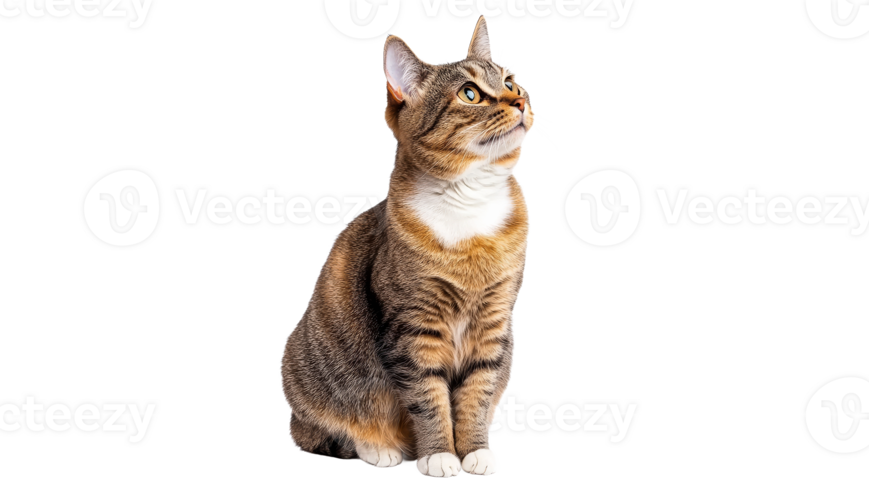 A tabby cat sits upright with its back straight png