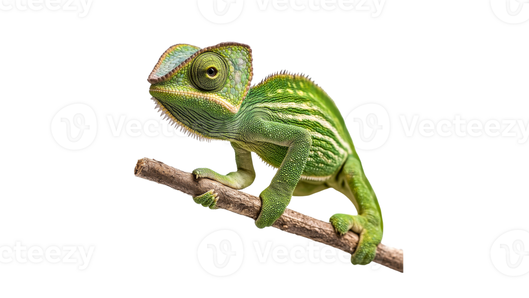 Chameleon perched on branch in natural habitat png
