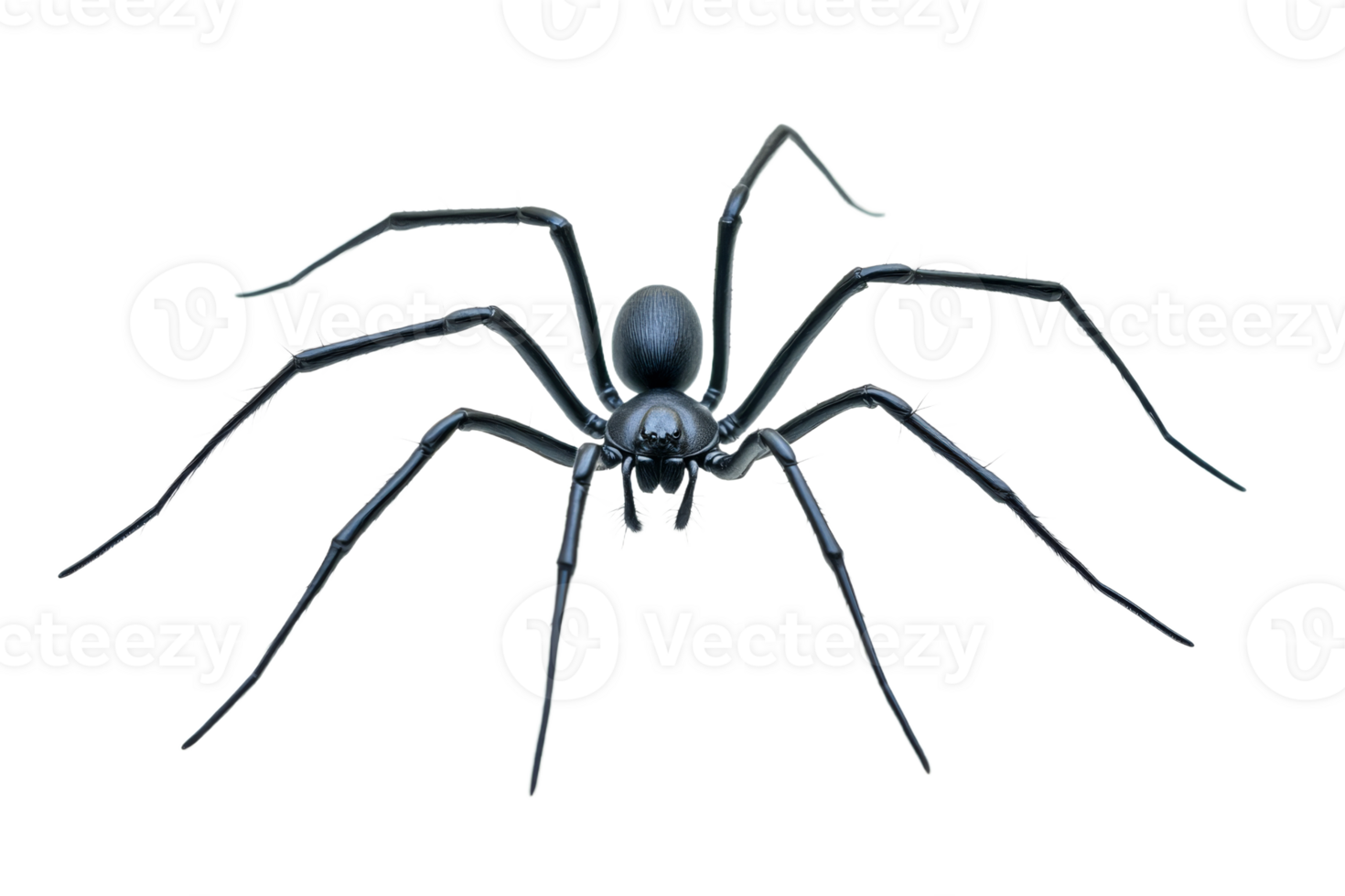 Black spider with long legs on white background png