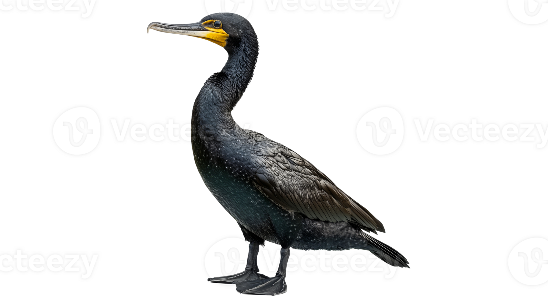 Cormorant standing gracefully by the waters edge png