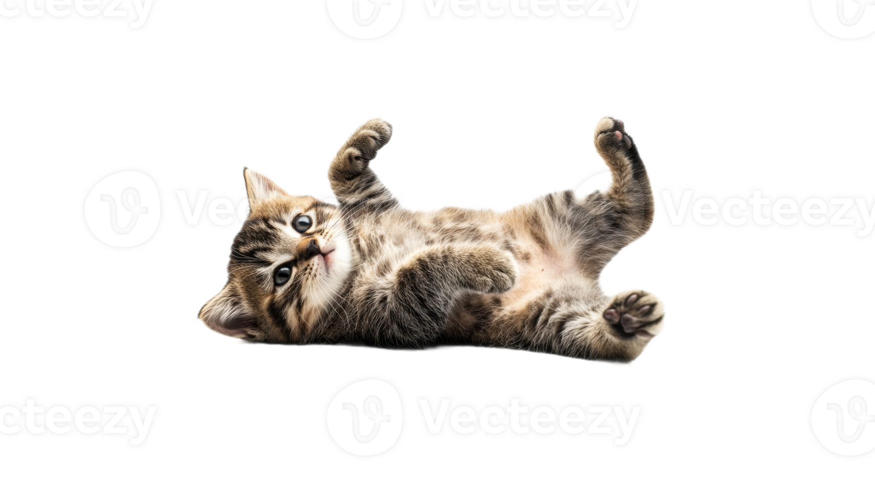 Playful kitten rolls on its back for fun png
