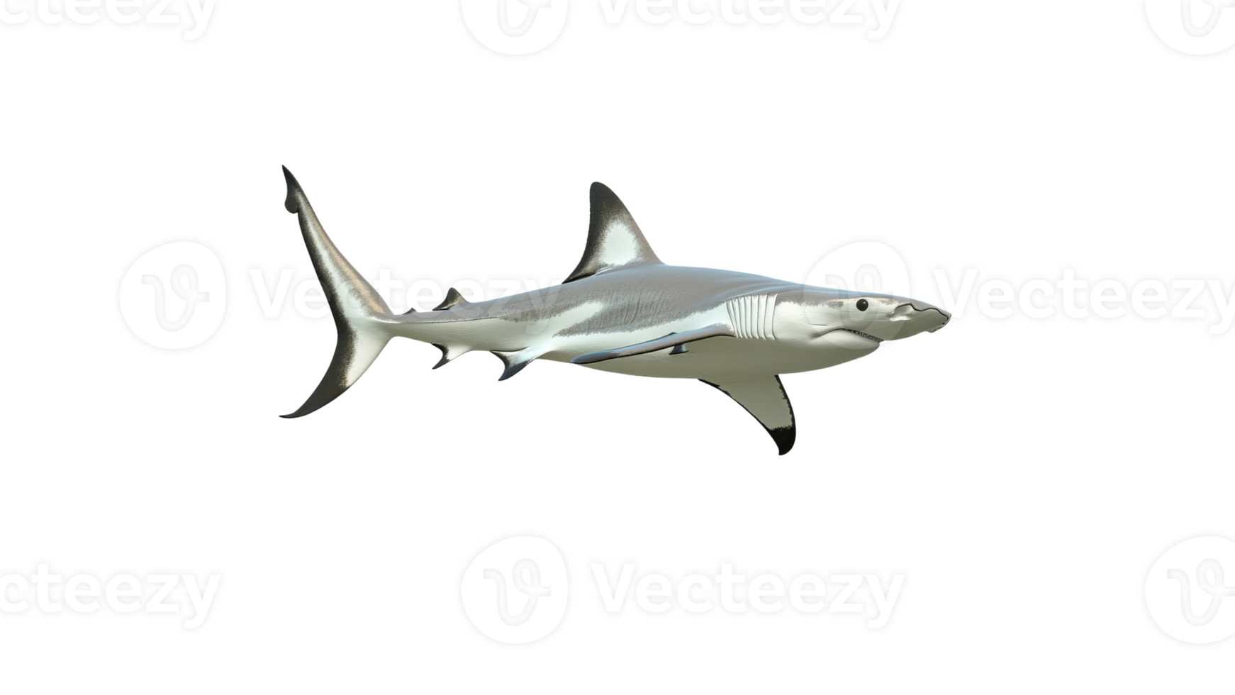 Shark swimming gracefully in clear waters transparent background png