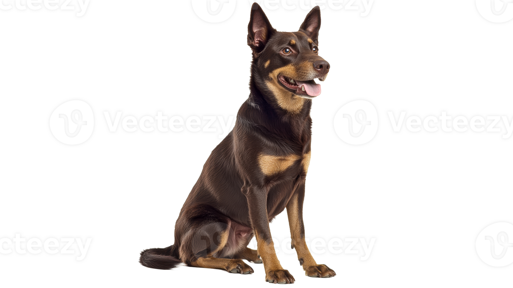 Beautiful dog sitting calmly and smiling png