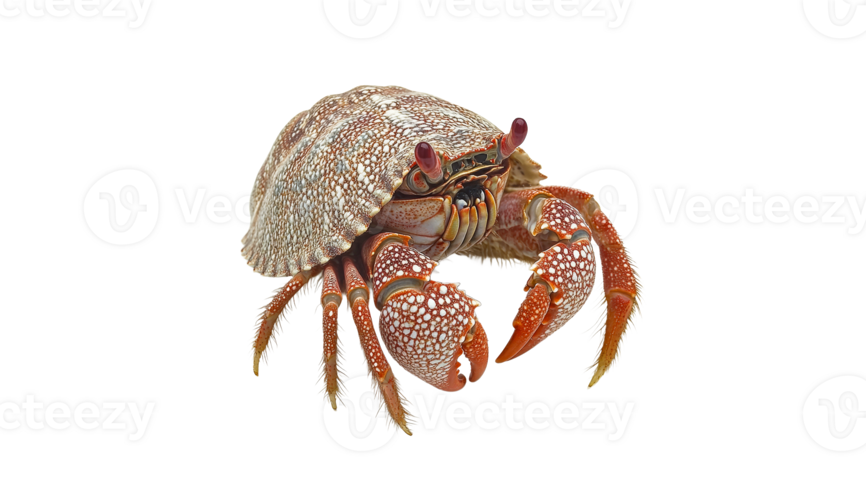 Hermit crab exploring a sandy beach habitat png