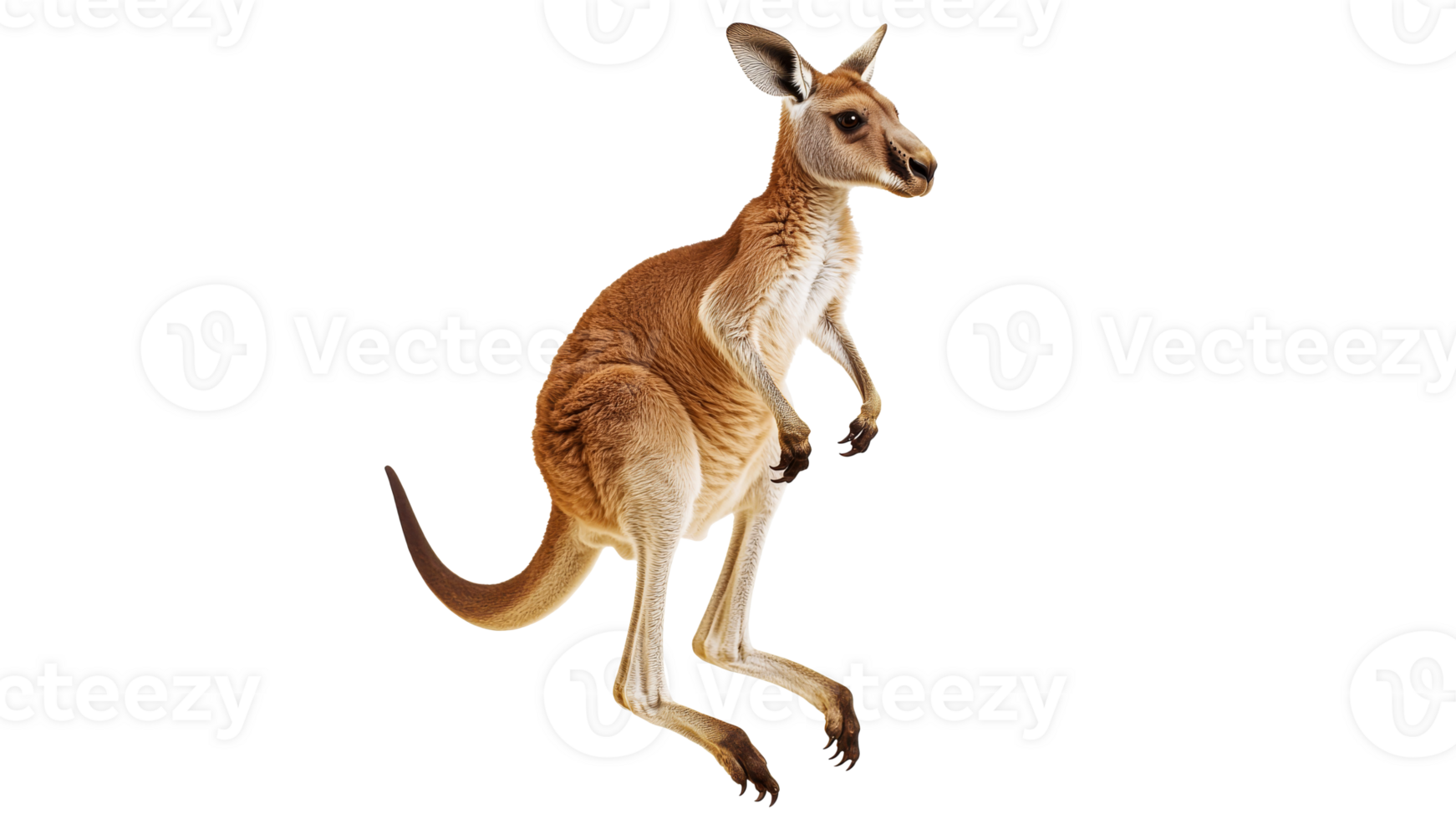 Kangaroo stands upright in natural posture png