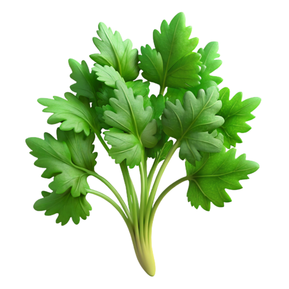 wonderful rustic Hydroponic Endive Curly Leaves Transparent Background premium png