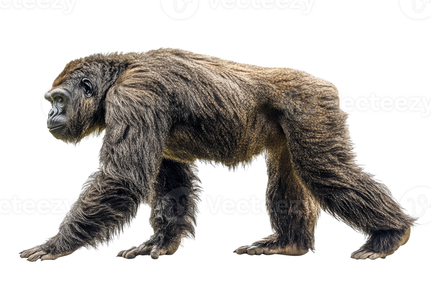 Gorilla walking gracefully on a white background png