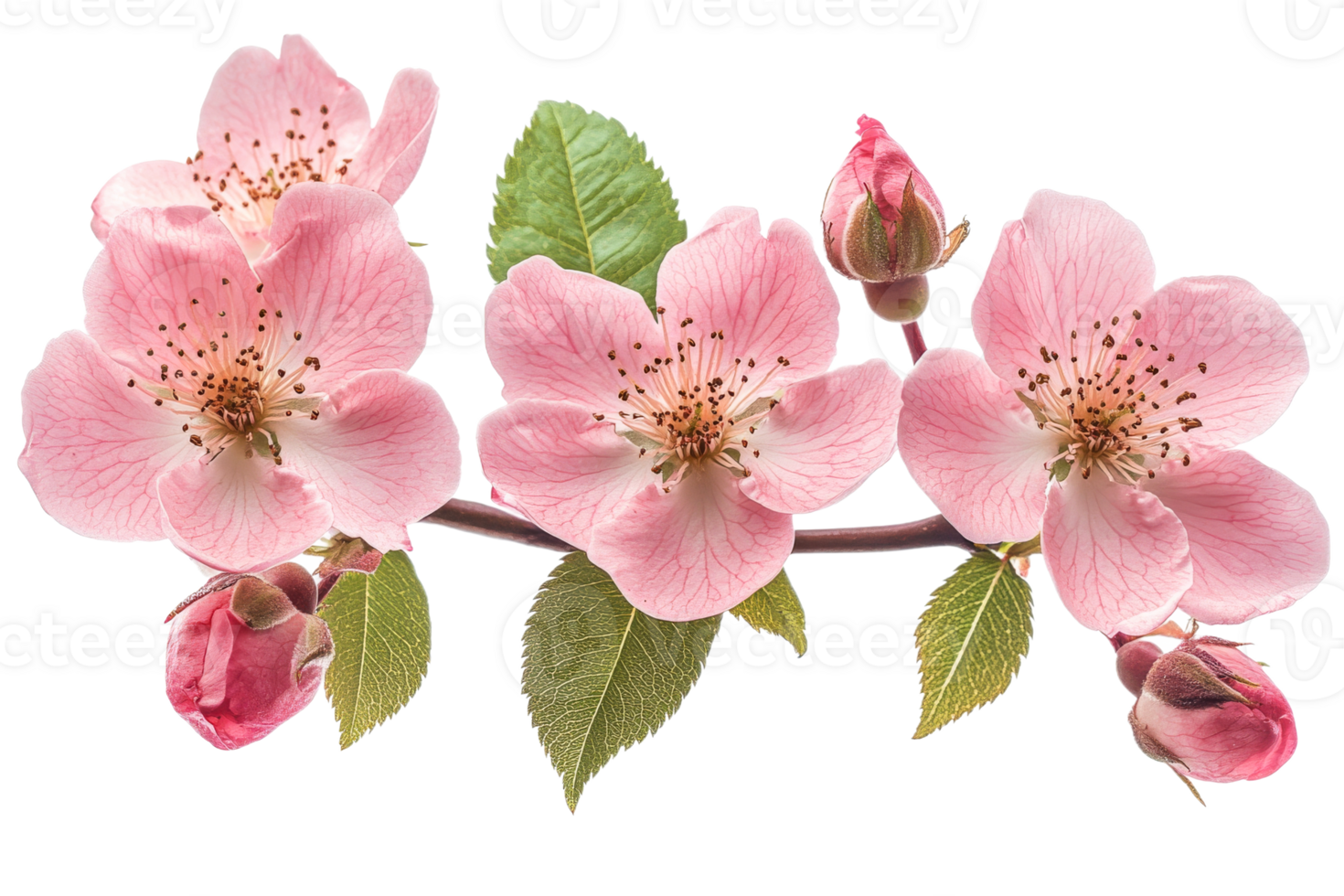 Cherry blossoms bloom in spring png