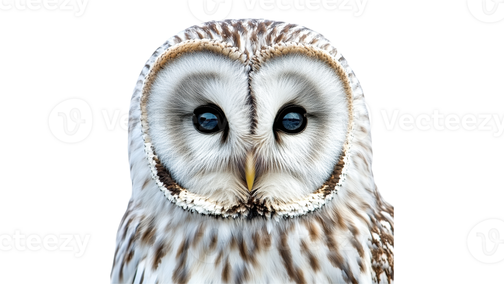Majestic owl with striking features on display png