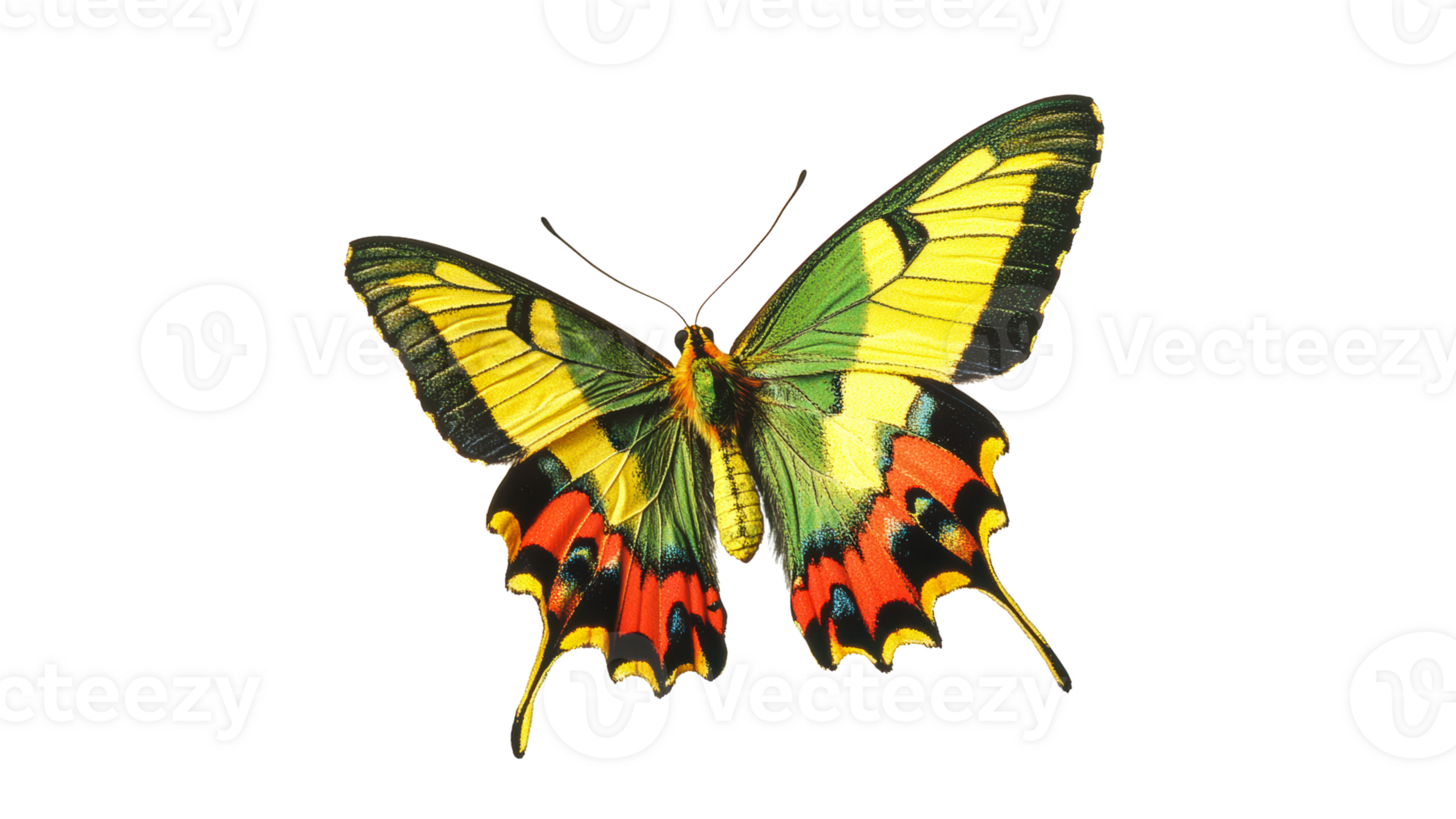 Colorful butterfly perched with open wings transparent png