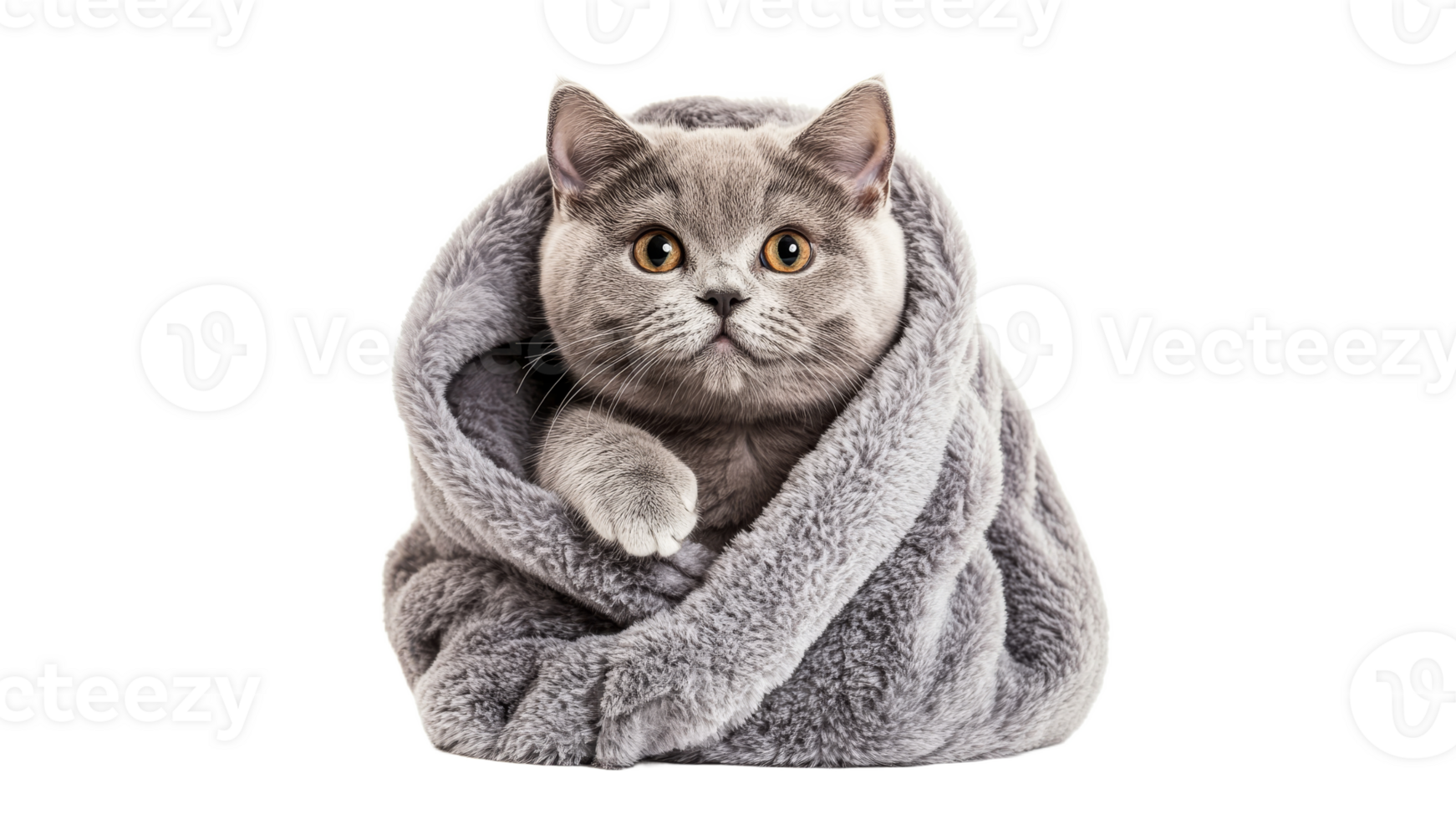 Cute gray cat wrapped snugly in soft blanket png