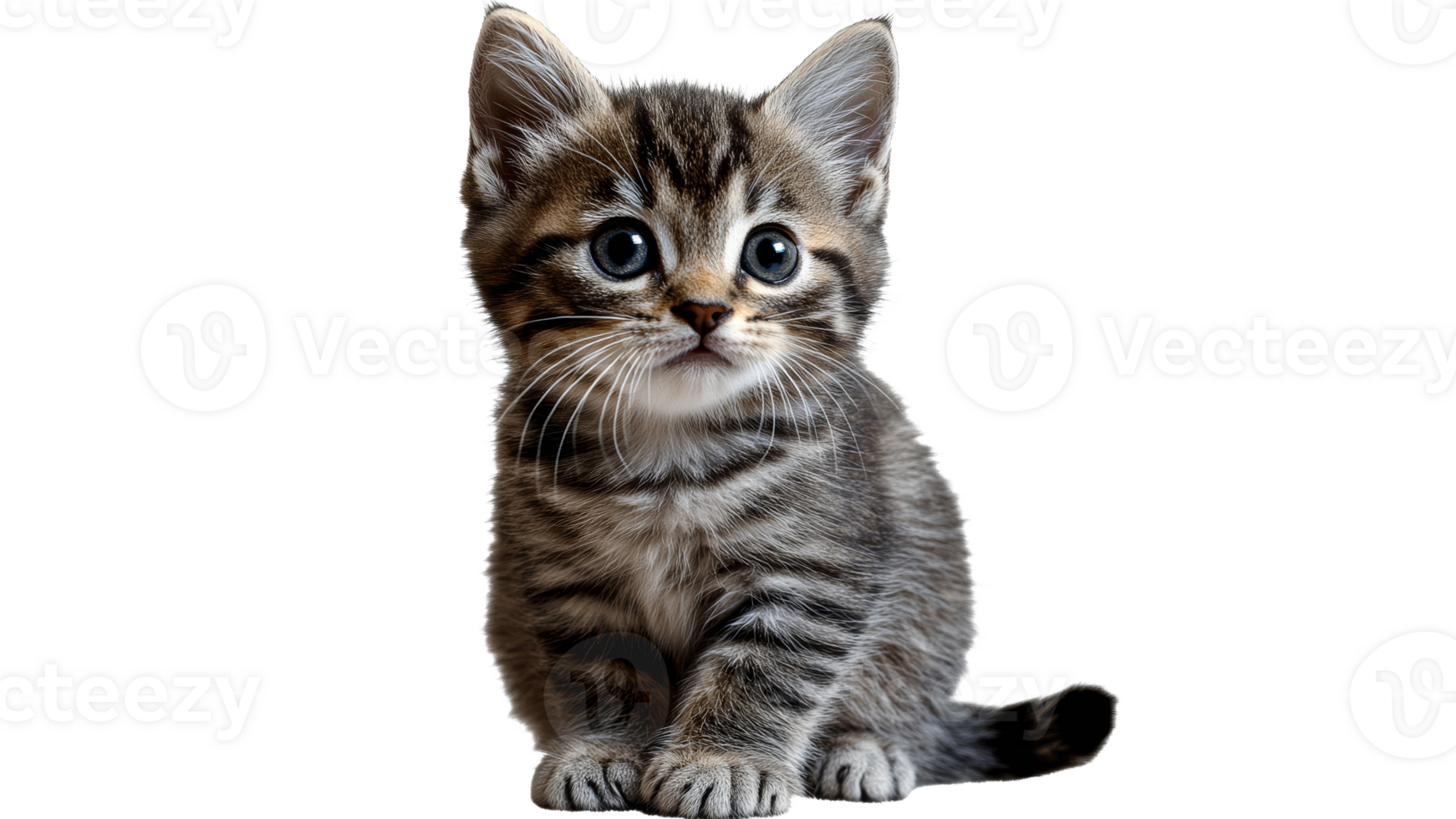 Cute tabby kitten sitting and looking curiously on transparent background png