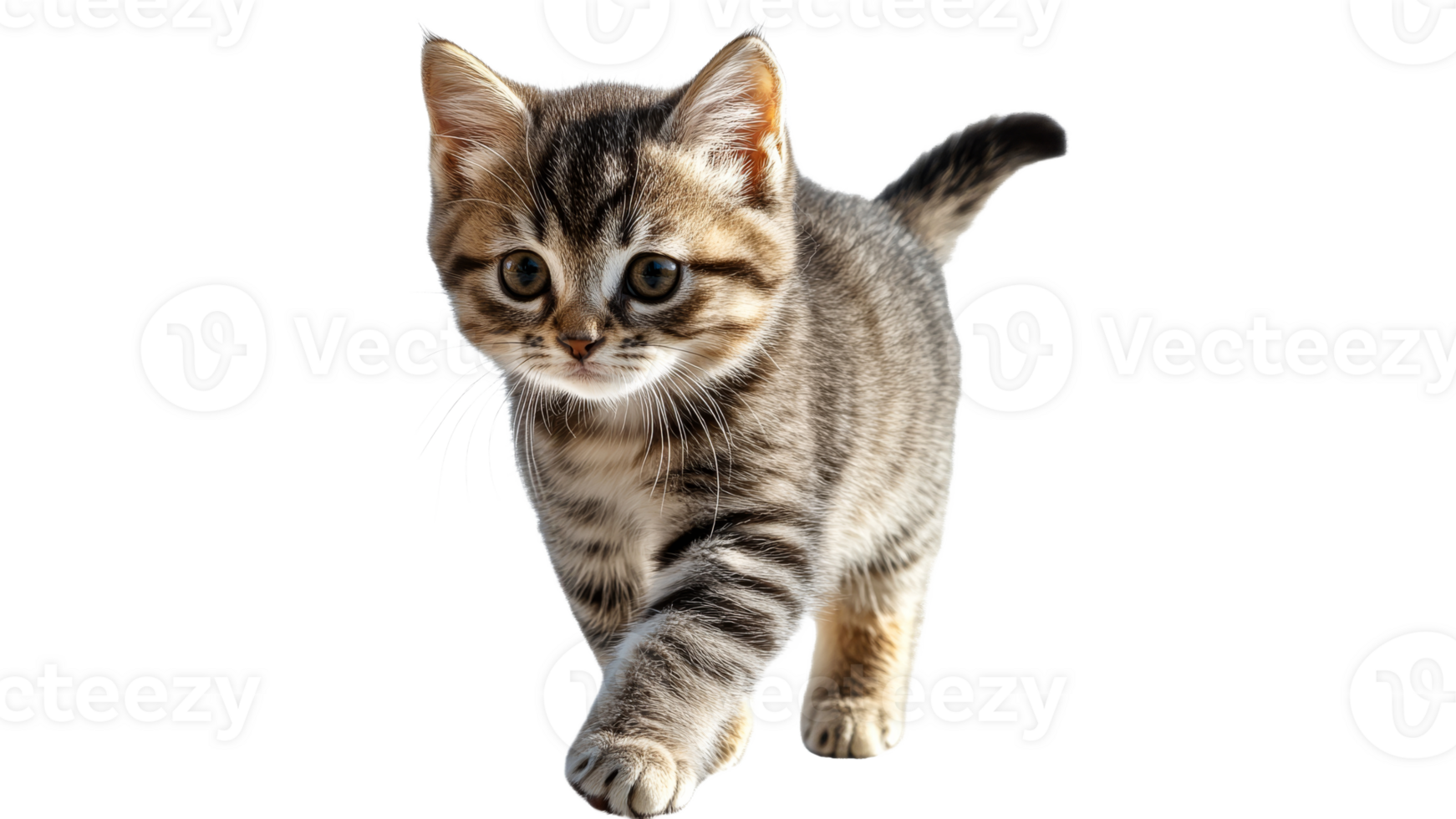 Cute gray tabby kitten walking with curiosity png