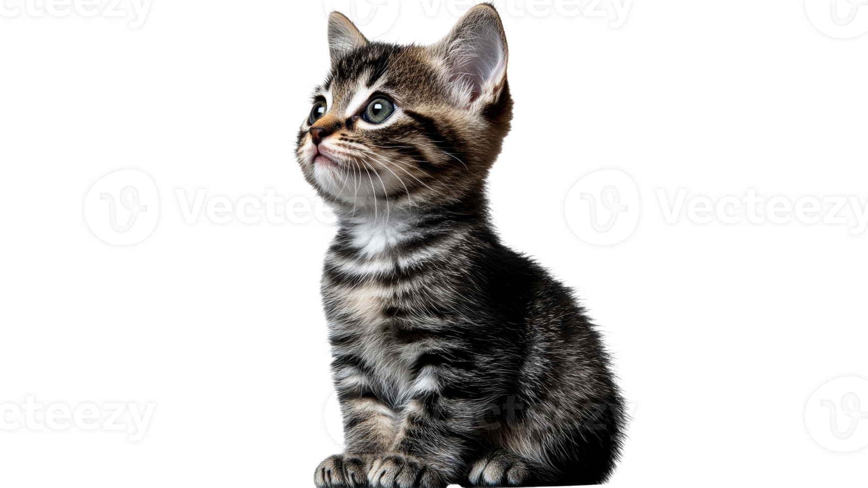 Cute kitten sitting with a curious expression png