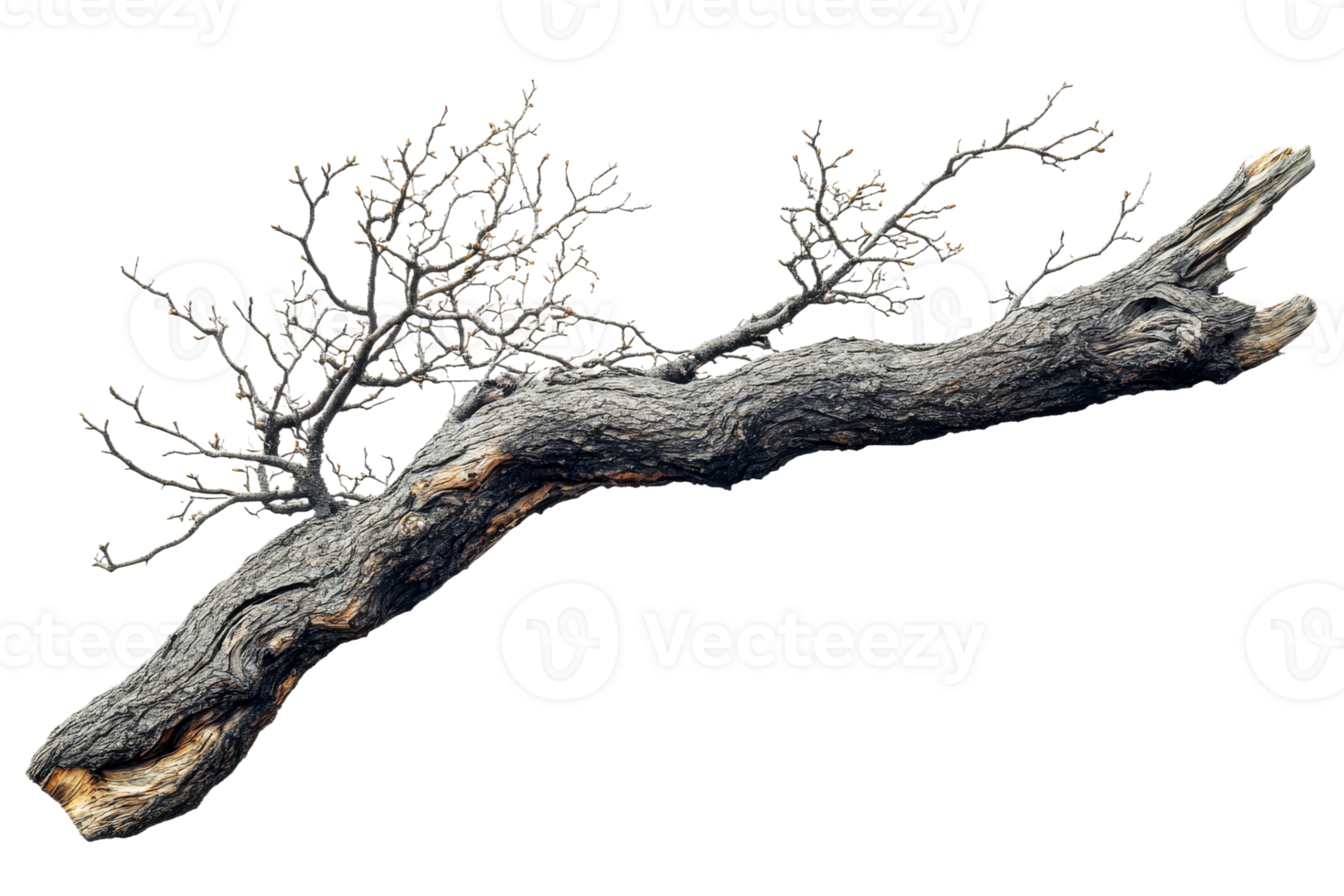 Unique twisted branch with bare twigs in detail png