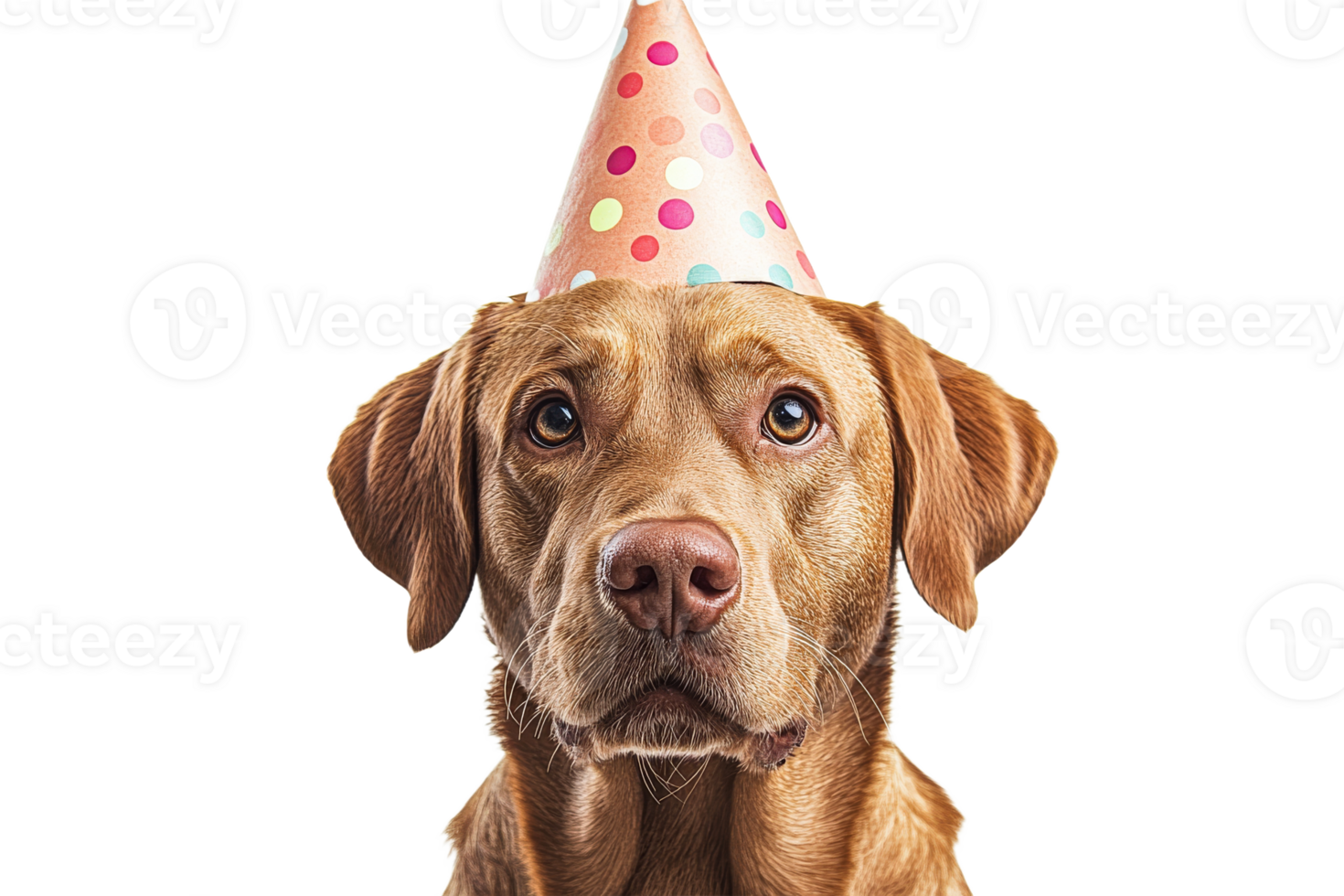 Dog wearing birthday hat with a serious expression png