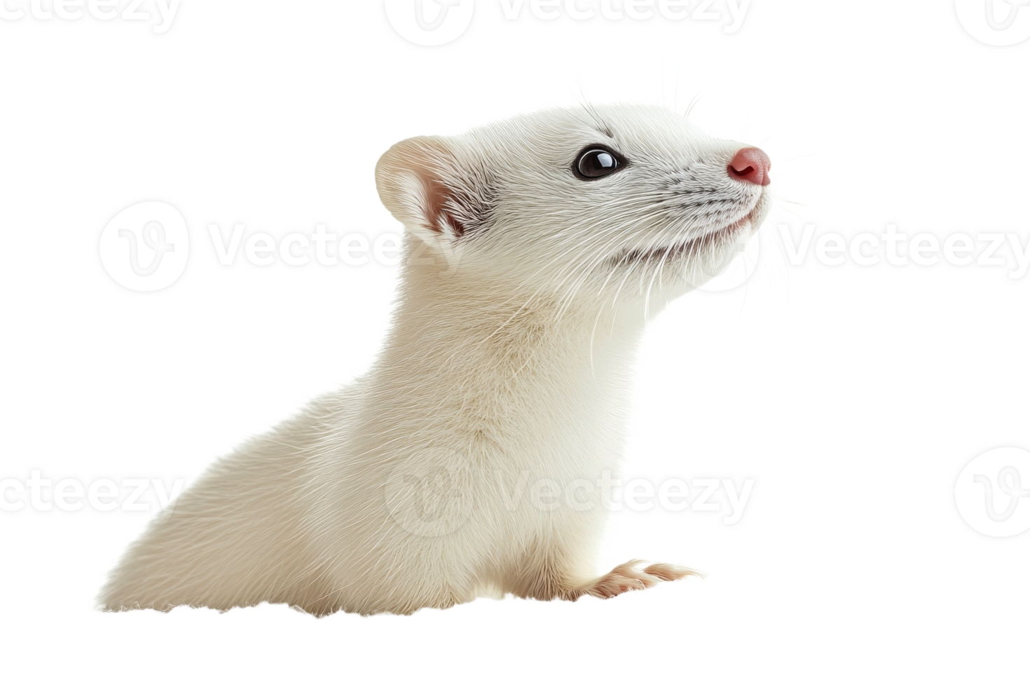 Weasel exploring on white background png