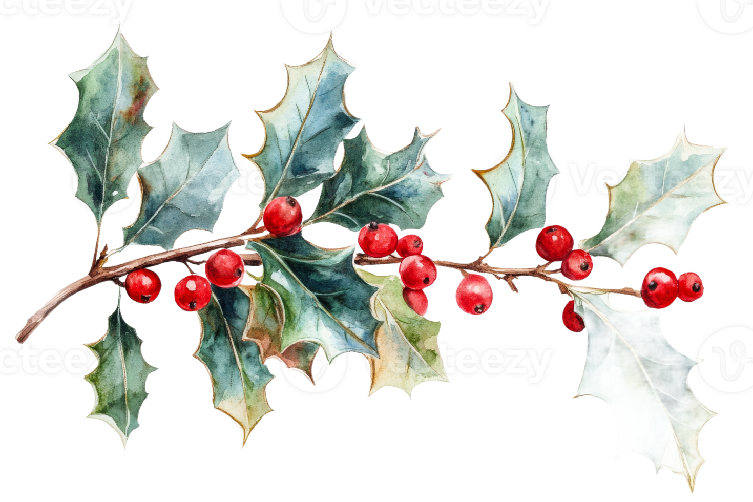 Holly branch with red berries and green leaves transparent background png