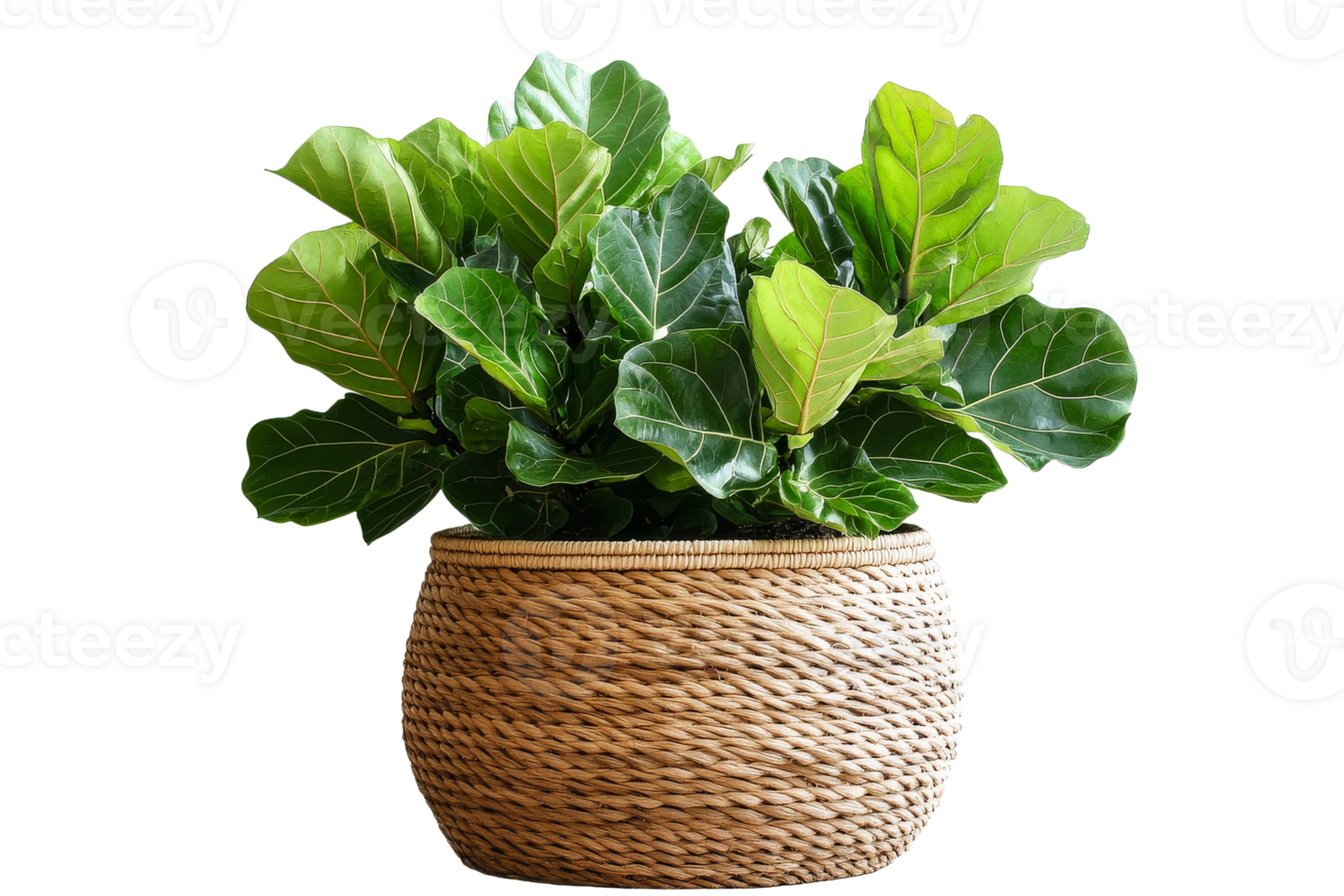 Fiddle leaf fig plant in a woven basket decor png