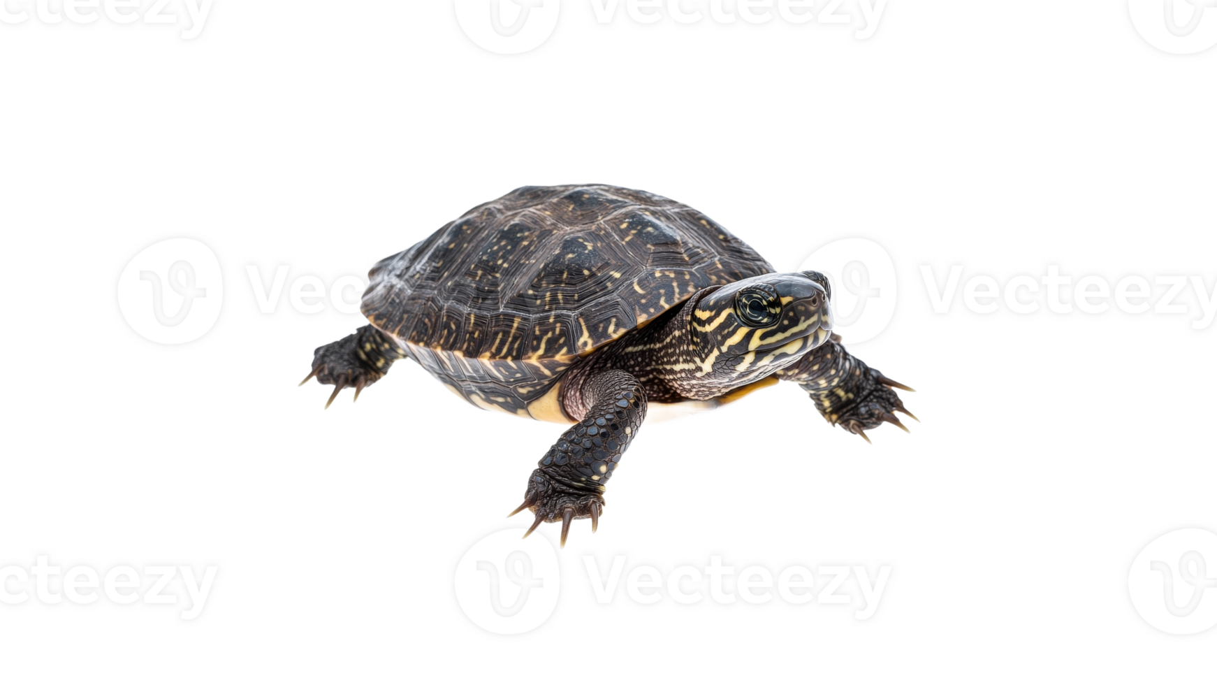 Turtle walking in bright daylight png