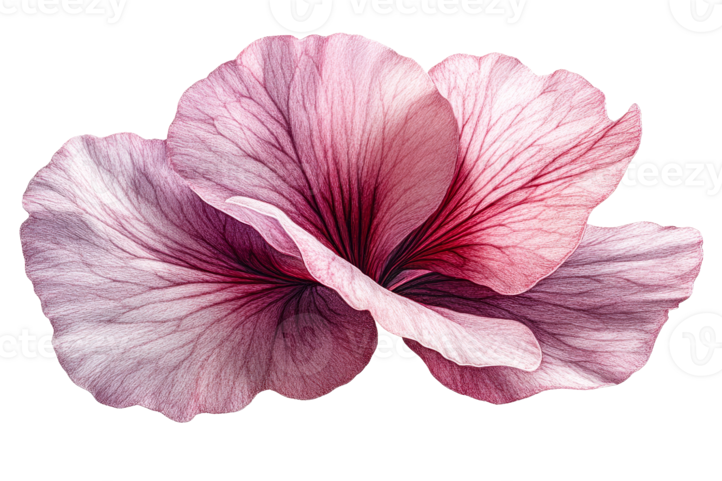 Beautiful pink and purple hibiscus flower blooms png