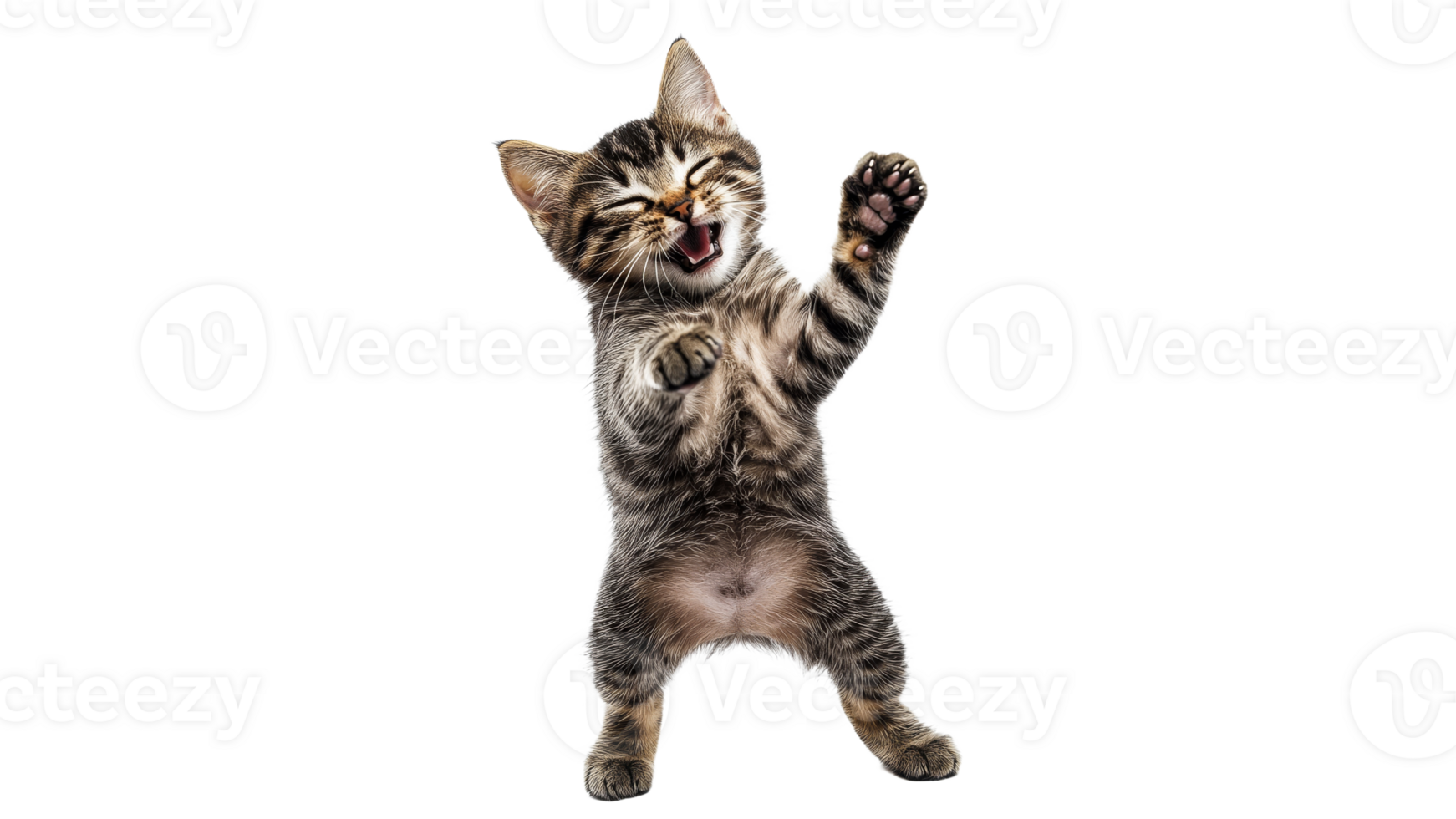 Playful kitten enjoying a joyful moment png