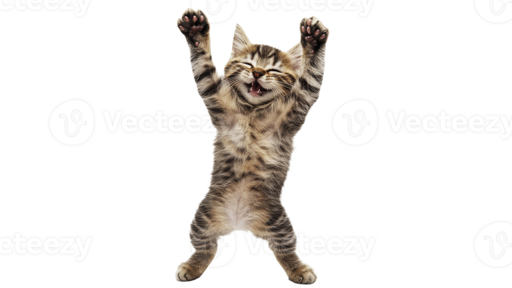 Sunny kitten stretches playfully png