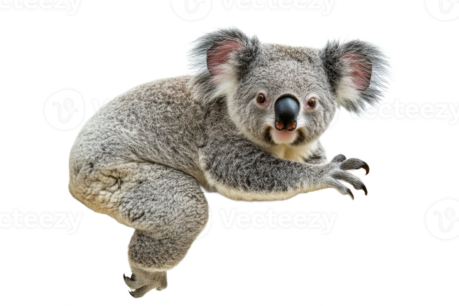 Koala climbing with curiosity in the wild png