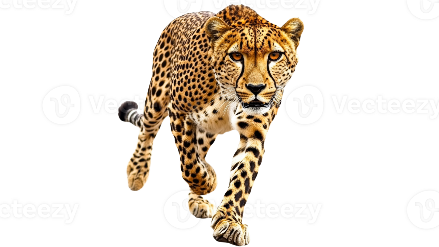 Cheetah running swiftly in open space png