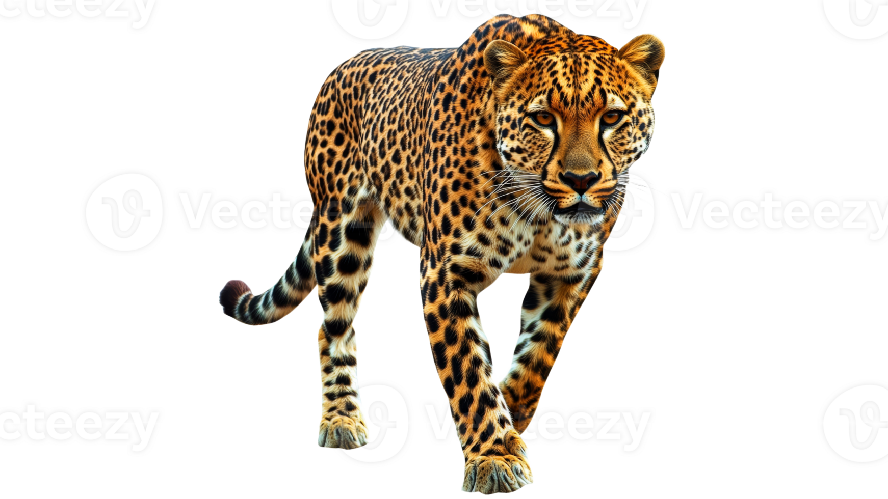 Leopard walking through its habitat in nature png