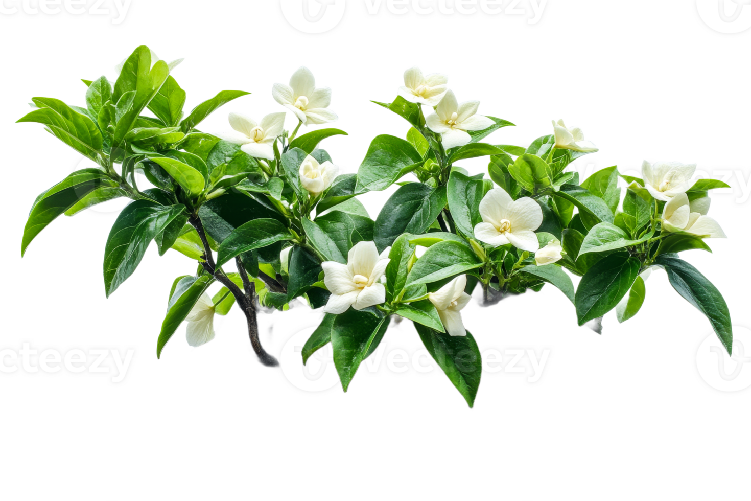 Beautiful white flowers with lush green leaves png
