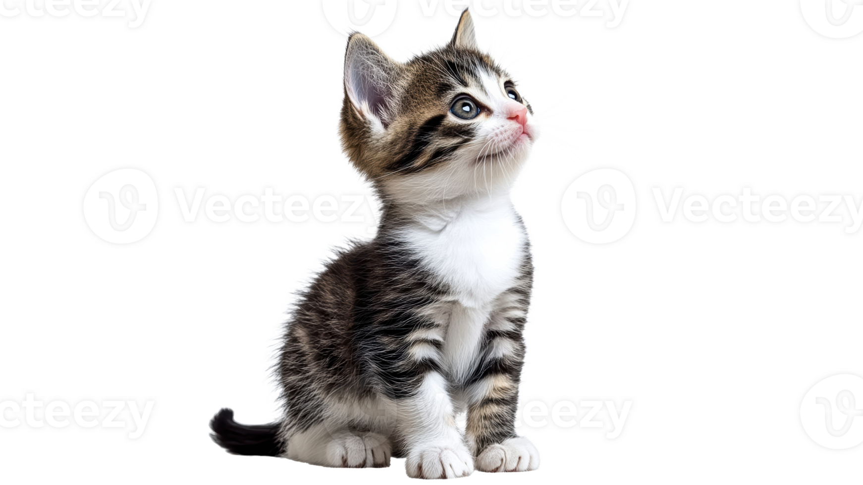 Curious kitten gazing upward in bright light png